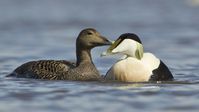 Eider réce 